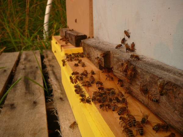 bees at hive entrance